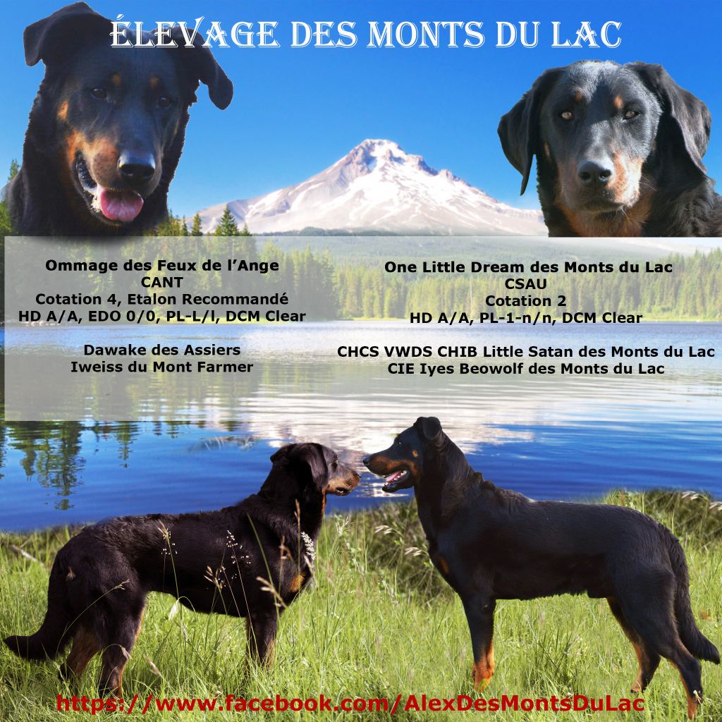 chiot Berger de Beauce Des monts du lac