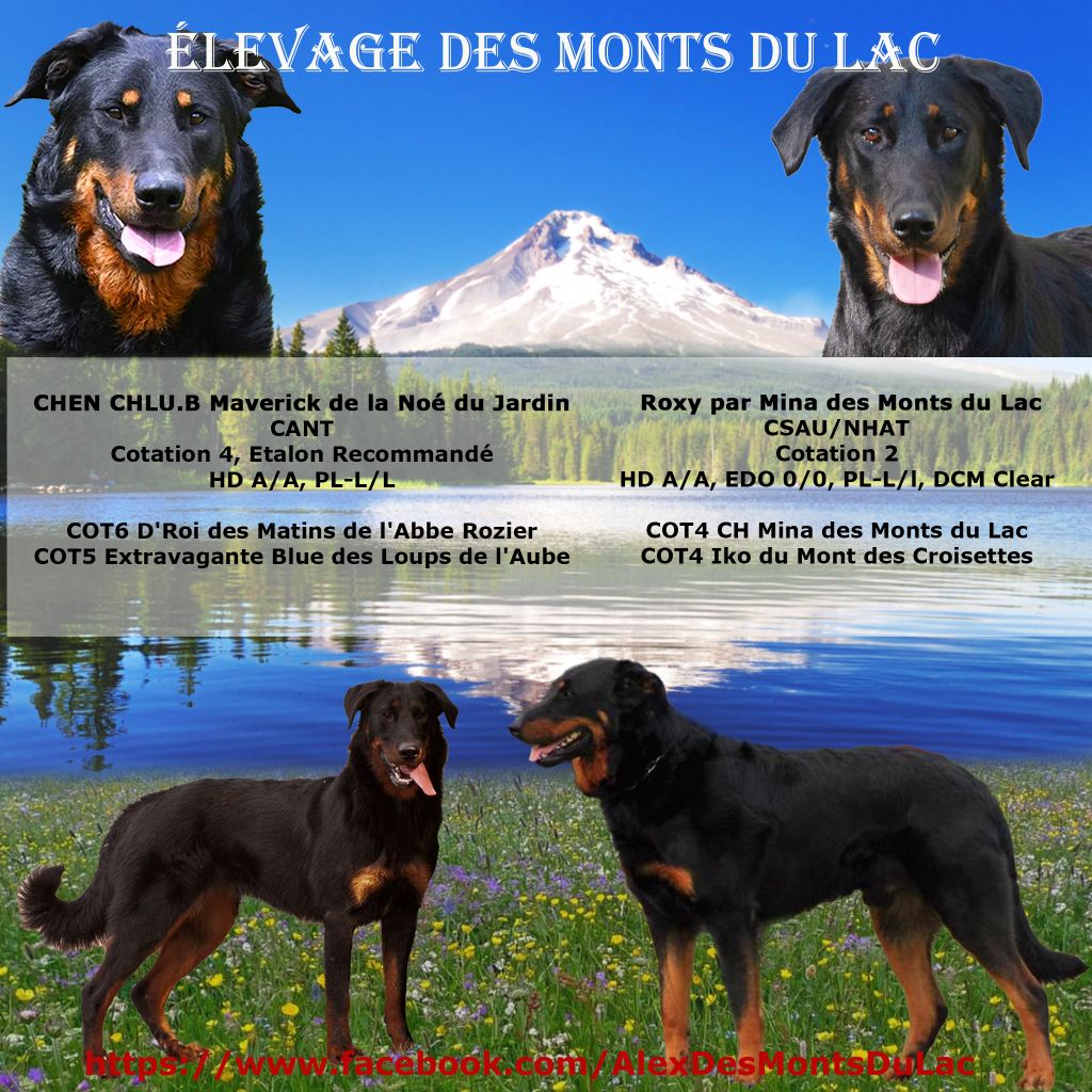 chiot Berger de Beauce Des monts du lac