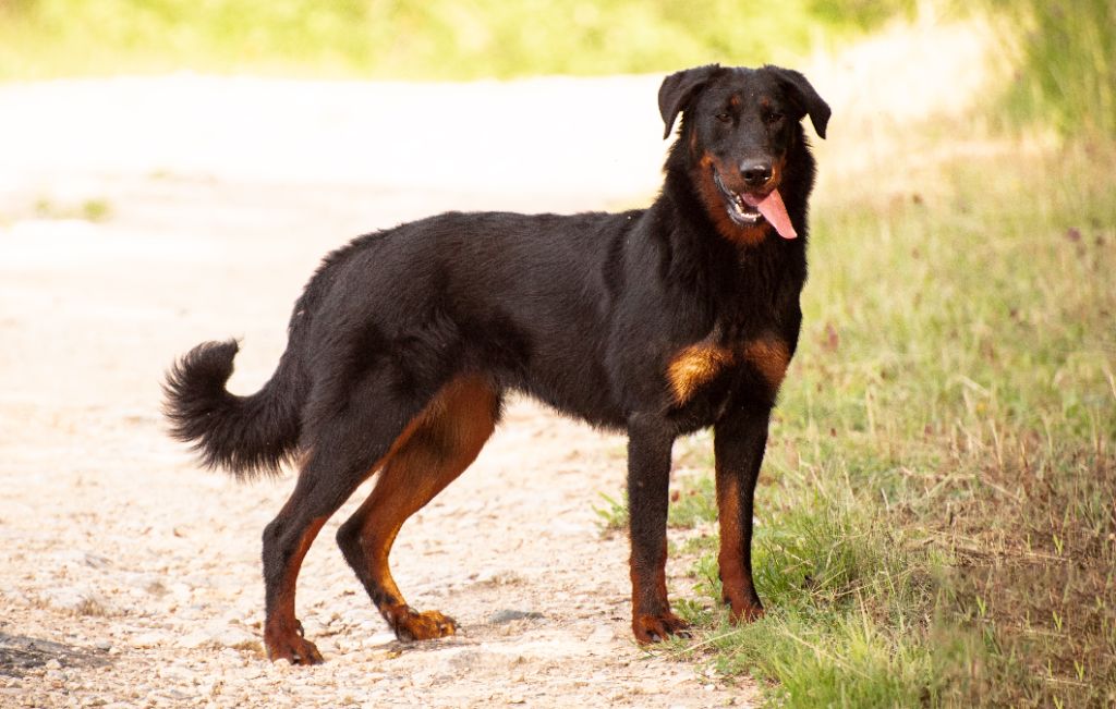 Roxy par mina Des monts du lac